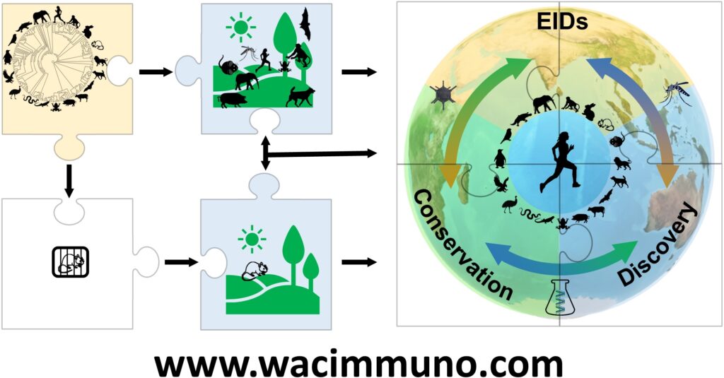 Our new Wild and Comparative Immunology Perspective article titled “Rewilding immunology” has been published in Science!